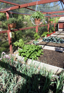 Gardening with Chickens in the High Desert Image